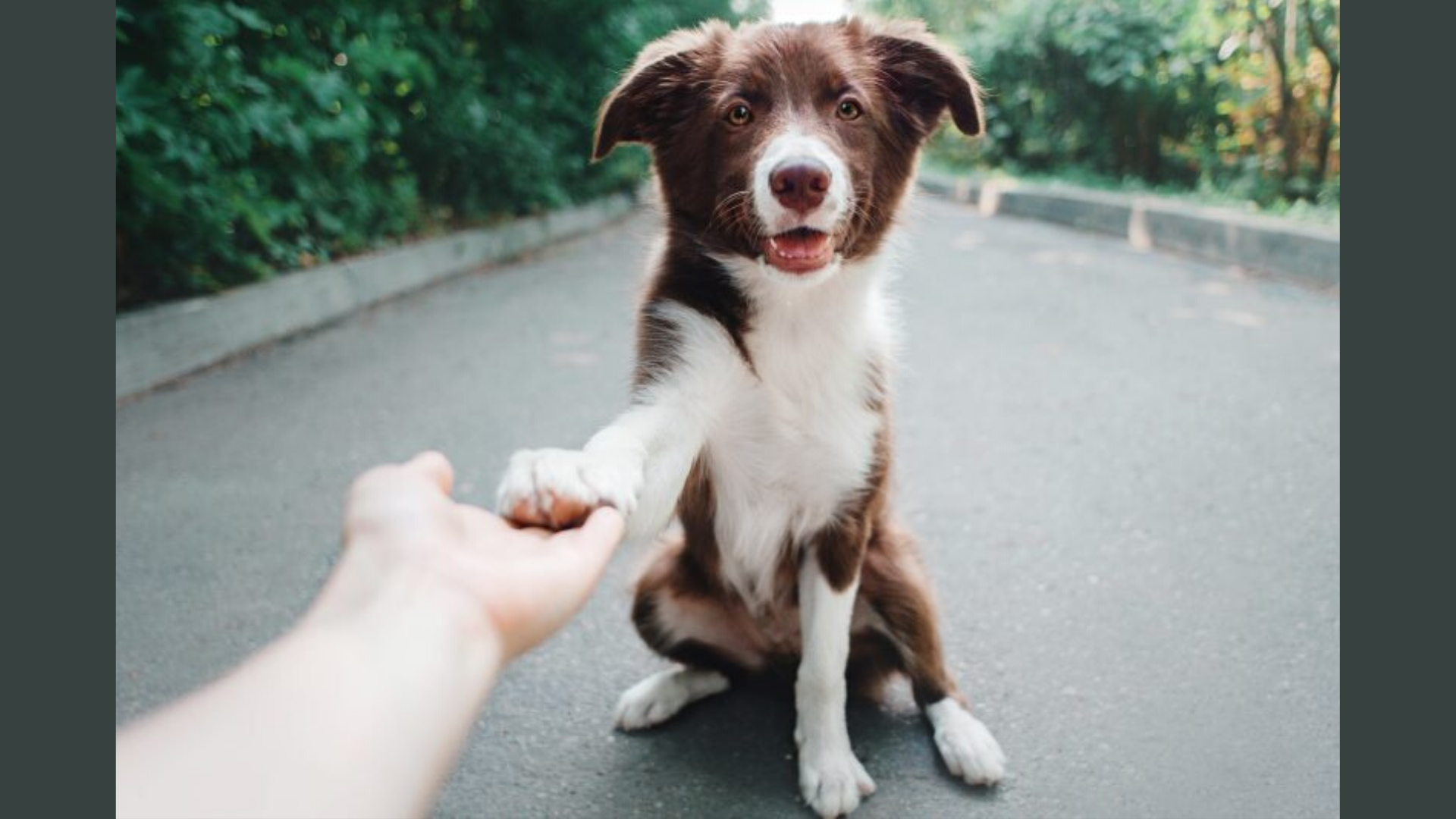 Old Dog Learns New Tricks